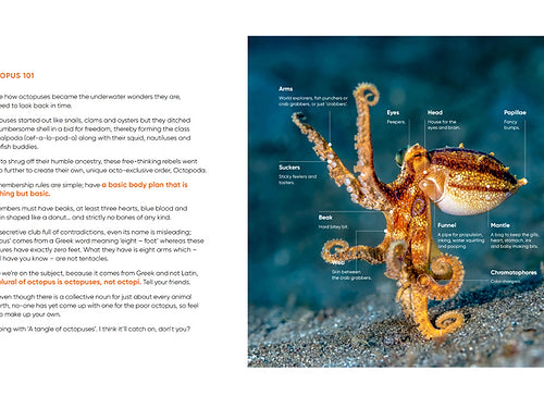 Octopuses: Underwater Wonders - Sheree Maris