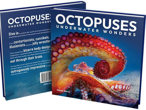 Octopuses: Underwater Wonders - Sheree Maris